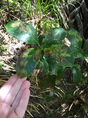 Corythoxestis zorionella