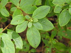 Rhododendron pilosum