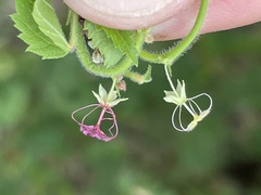 Ayenia peninsularis
