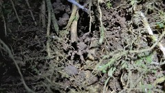 Cryptothele sundaica