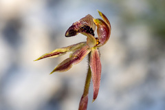 Caladenia tessellata