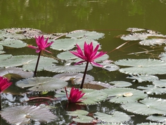 Nymphaea