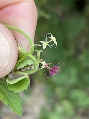 Ayenia peninsularis