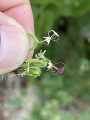 Ayenia peninsularis
