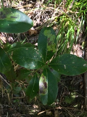 Corythoxestis zorionella