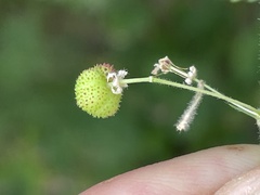 Ayenia peninsularis
