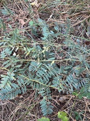Tephrosia virginiana