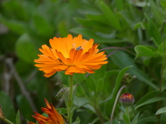 Calendula officinalis