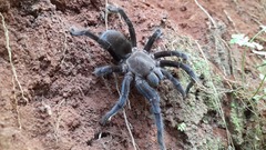 Selenocosmia javanensis