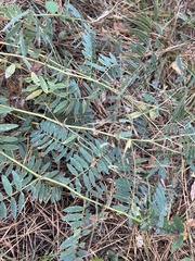 Tephrosia virginiana