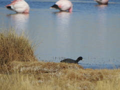 Fulica ardesiaca