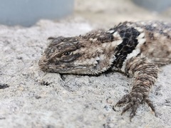 Sceloporus mucronatus