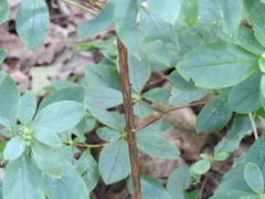 Rhododendron pilosum