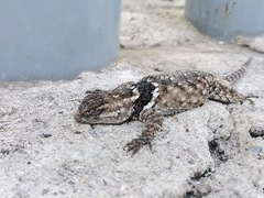 Sceloporus mucronatus