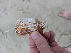 Conus textile