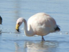 Phoenicoparrus jamesi