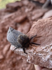 Gloveria arizonensis