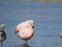 Phoenicopterus chilensis