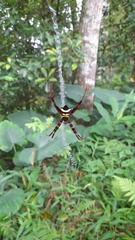 Argiope reinwardti