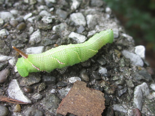 Callambulyx tatarinovii