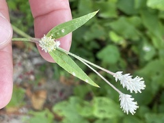Gomphrena sonorae
