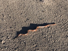 Lampropeltis knoblochi