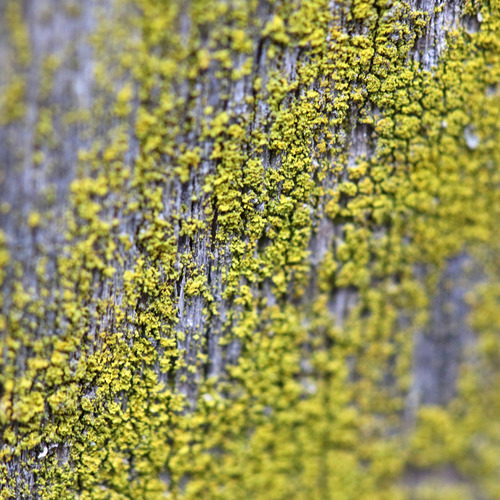 iNaturalist observation photo of Candleflame Lichens