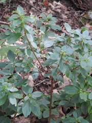 Rhododendron pilosum