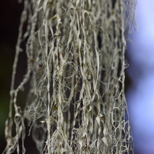 iNaturalist observation photo of lace lichen