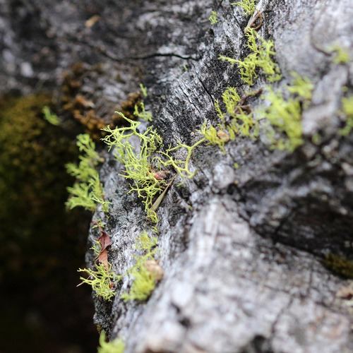 iNaturalist observation photo of wolf lichen