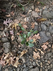 Ludwigia peploides glabrescens