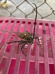 Batocera rufomaculata