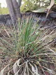 Dasylirion parryanum