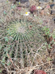 Ferocactus histrix