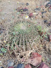 Ferocactus histrix