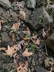 Murdannia keisak