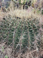 Ferocactus histrix