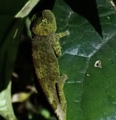 Calumma crypticum