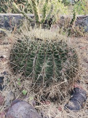 Ferocactus histrix