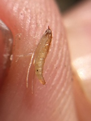 Corythoxestis zorionella