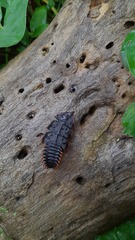 Platerodrilus ruficollis