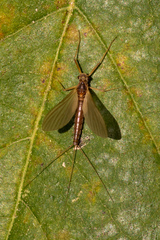 Ephemerellidae