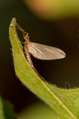 Ephemerellidae