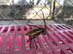 Batocera rufomaculata