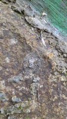 Herennia multipuncta