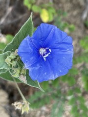 Jacquemontia abutiloides