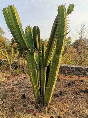 Myrtillocactus
