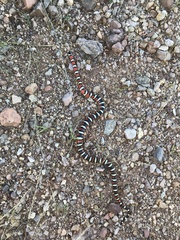 Lampropeltis knoblochi