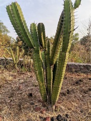 Myrtillocactus