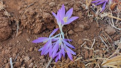 Colchicum stevenii